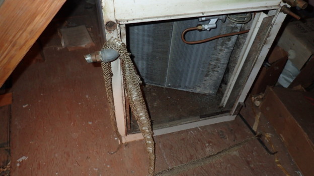 Evidence of snake in attic